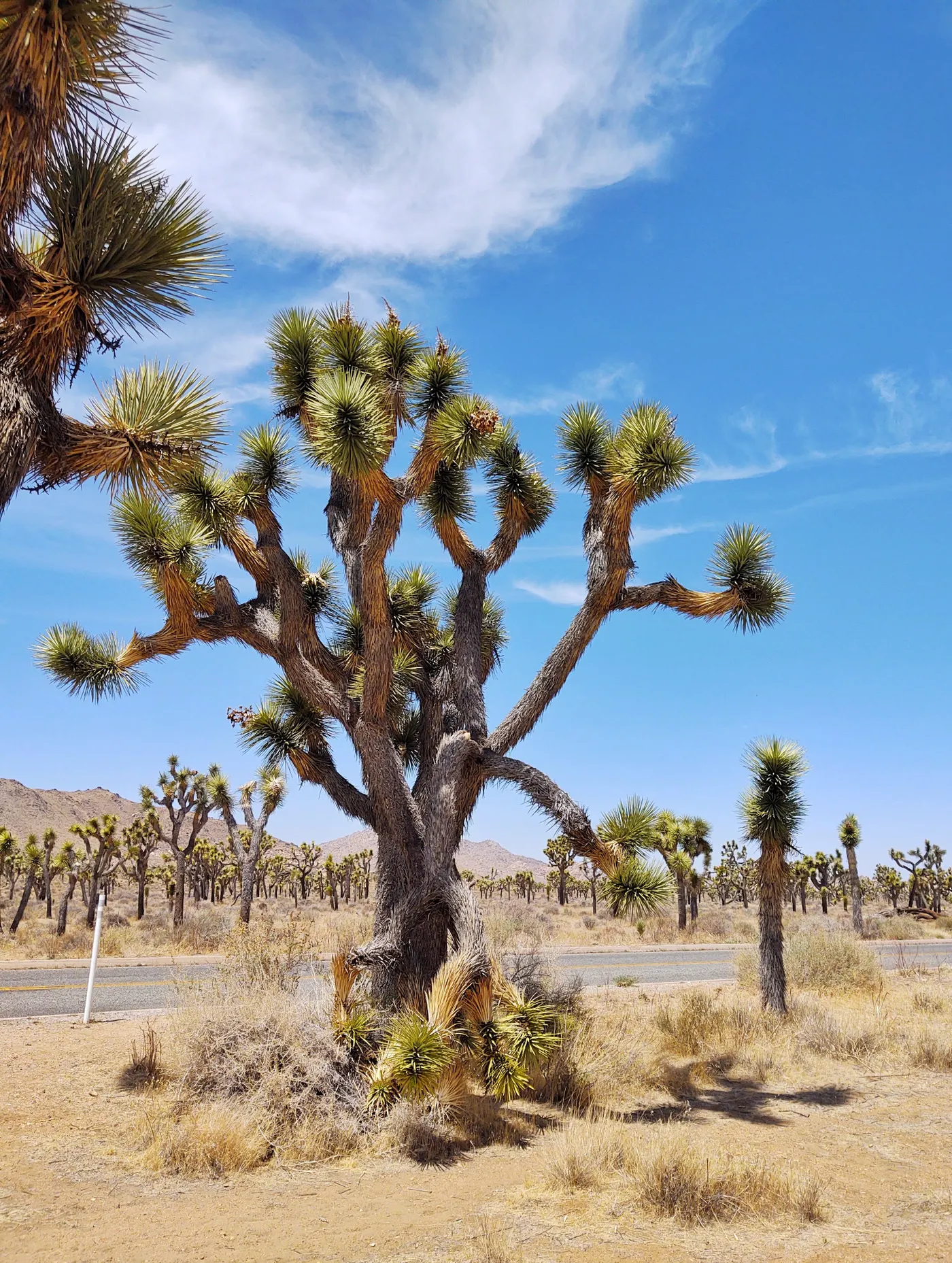 Joshua tree in the Mojave Desert